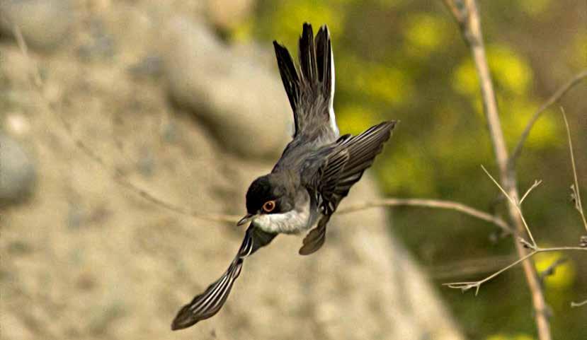 Göz halkası daha açık renklidir, tepesindeki siyah ensesinde griye dönüşür. Güneydoğu Anadolu daki kuşlarda alt tarafı silik pembedir. Ötüşü maskeliden yumuşaktır.