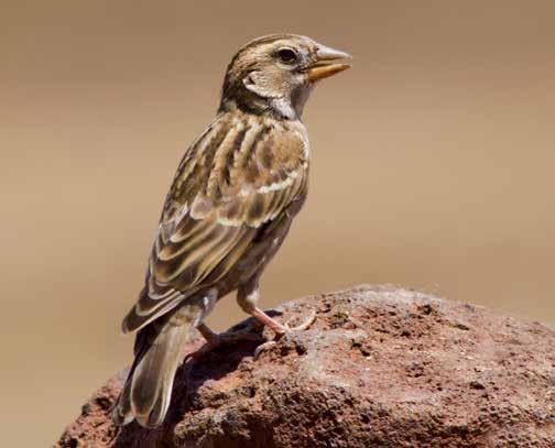 64. Kaya Serçesi (Petronia petronia) (Rock Sparrow): Tepe çizgisi açık renklidir.