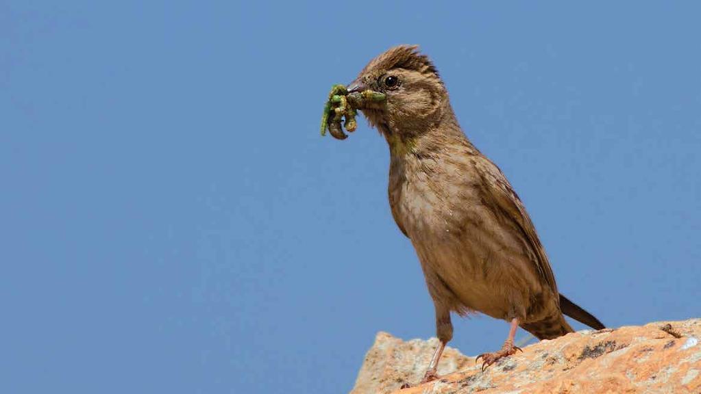 Boz Serçe (Petronia brachydactyla) (Pale Rock Sparrow): Açık grimsi kahverengi bir kuştur.