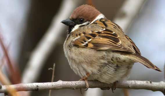 68. Ağaç Serçesi (Passer montanus)( Tree Sparrow): Yanağında siyah benek bulunur.