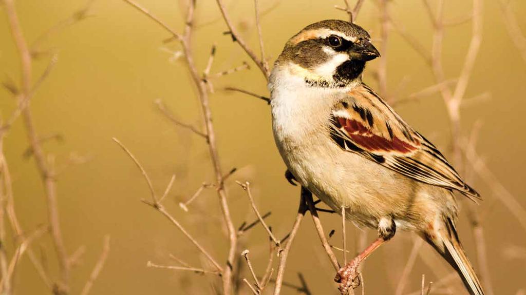 Küçük Serçe (Passer moabiticus) (Dead Sea Sparrow): Erkeğin başı ve alt tarafı gri, boğazı siyah, boyun yanları