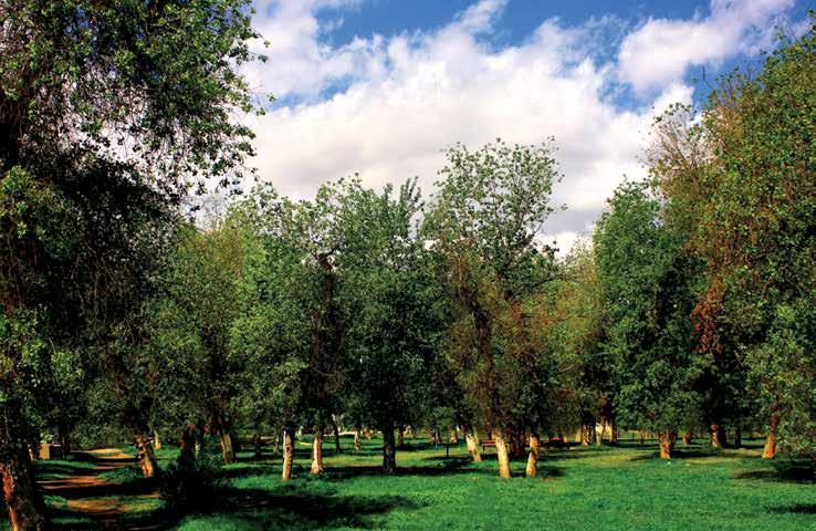 DOĞAL ALANLAR DOĞAL ALANLAR Söğütlük - Fırat Kavaklığı: Fırat Kavağı ( Populus euphratica): Birecik halkının söğütlük olarak adlandırdığı alan