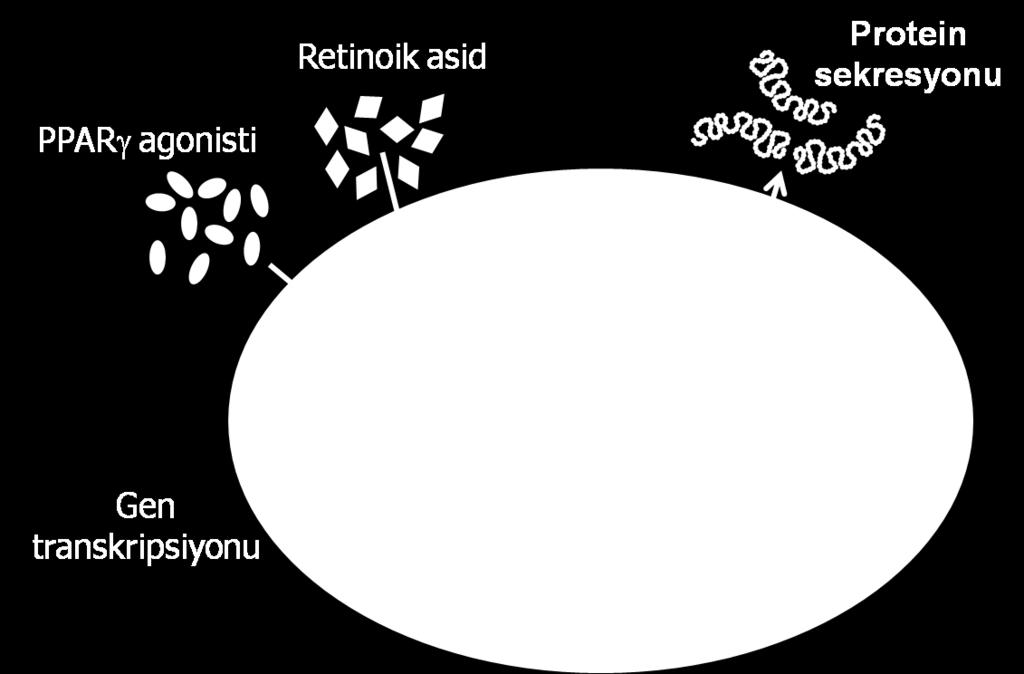 (Peroxisome