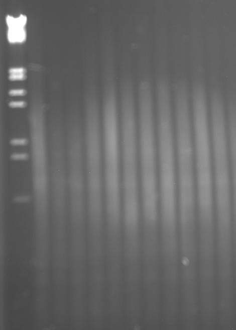 3. MATERYAL ve METOD Burcu ÖZCAN Ön selektif PCR reaksiyonu 20 µl hacminde yapılmış ve reaksiyon 1 x PCR tampon çözeltisi (10 mm Tris-HCI, ph: 8.8, 50 mm KCI, %0.
