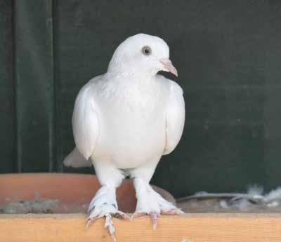 1. Abalı (İng. Irinfili, Lebanon) Filo uçucusu güvercin ırkıdır ve genellikle Güneydoğu Anadolu da yetiştirilir. Yöresel olarak Sırtıkızıl olarak da adlandırılır.