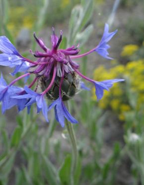 Centaurea solstitialis;