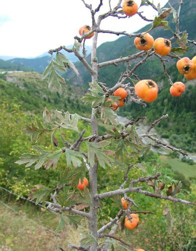 Artvin in Ballı