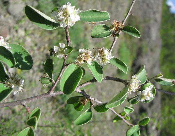 Alıç, Yemişen Crataegus