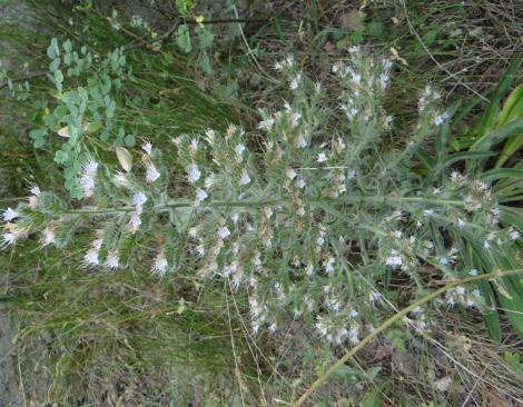 Mayıs-Ağustos 89 Echium