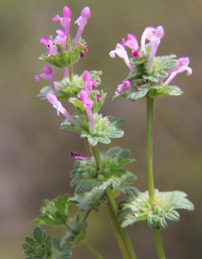 angustifolia; İğde