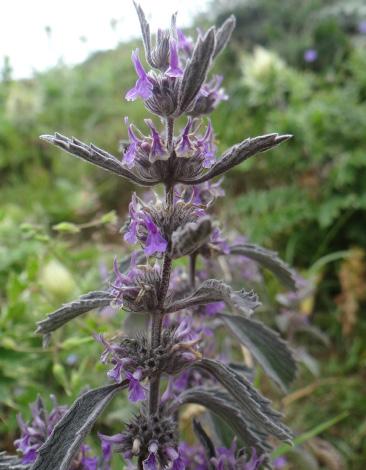 Phlomis armeniaca; Şalba