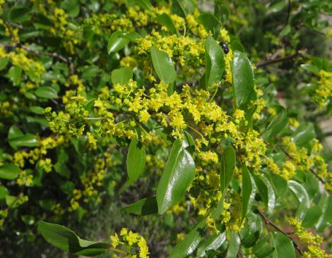 Pyracantha coccinea; Ateş