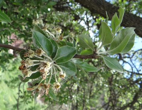 elaeagnifolia subsp.