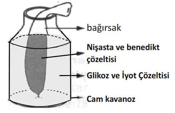 HÜCREDE MADDE ALIŞVERİŞİ TEST 1) Ökaryot canlıların hücre zarında, 5) İçerisinde nişasta ve benedikt çözelitisi bulunan bir bağırsak parçası, glikoz ve iyot çözeltisi bulunan deney kabına