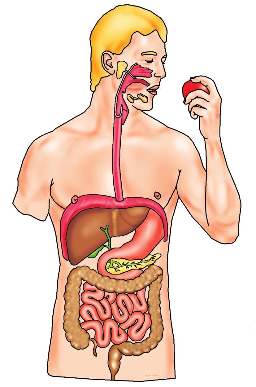 Sindirim Sistemi Sindirim Sistemi Organları