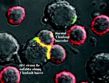 etkeni olan HIV için de giriş kapısıdır Şekil 5-(19). Th lenfositler yüzeyindeki CD4 molekülü AİDS etkeni olan HİV içinde giriş kapısıdır.