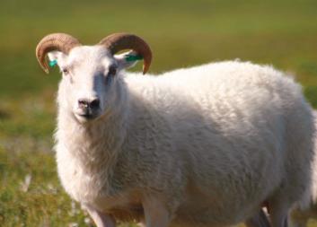 Koyun ve keçide bir yaşında, inekte