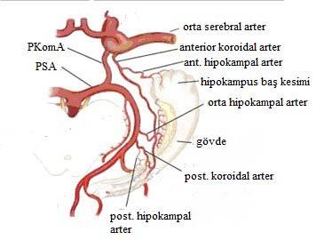 Şekil 3. Hipokampusun arteriyel beslenmesi (Referans 25 den değiştirilerek alınmıştır).