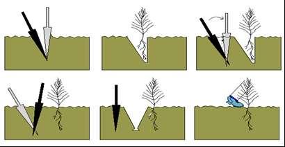 Dikim Yöntemleri Yarma dikimi, yeterli yağışların olduğu yerlerde plantuvar (ayak ve el plantuvarı) ile kurak bölgelerde ise çapa ile yapılır.