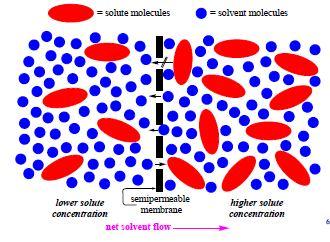 Ozmoz ve Ozmatik Basınç Yarı geçirgen zarlar, canlı hücrelerdeki gibi, bunlar suyun küçük moleküllere geçmesine izin verir ama çözünen büyük moleküller ve iyonlar geçemezler.