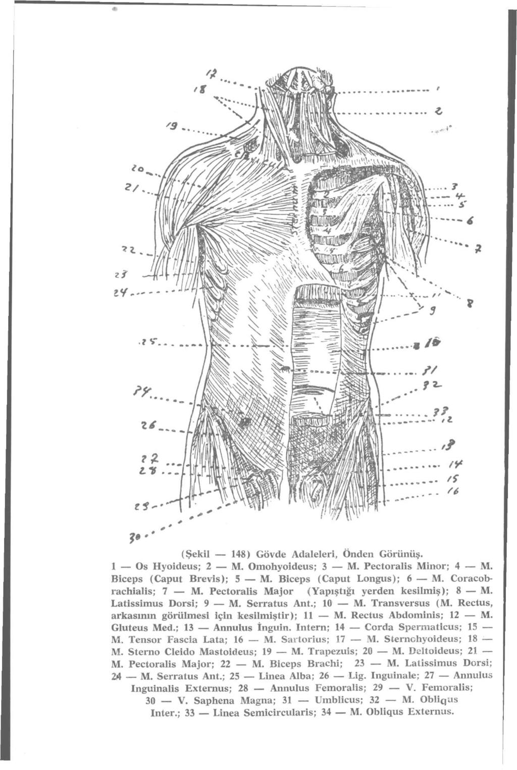 (Şekil 148) Gövde Adaleleri, Önden Görünüş. 1 Os Hyoideus; 2 M. Omohyoideus; 3 M. Pectoralis Minör; 4 M. Biceps (Caput Brevis); 5 M. Biceps (Caput Longus); 6 M. Coracobrachialis; 7 M.