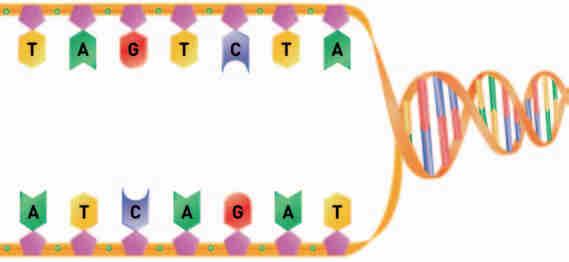 8. Sınıf Fen Bilimleri 1. KONU: DNA 1. ÜNİTE ETKİNLİK 9 DNA YI KOPYALAYALIM EKSTRA BİLGİ DNA eşlenmesi esnasında açılmış olarak verilen şekildeki DNA molekülündeki karşı kolları tamamlayınız.