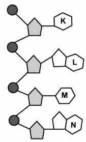 I II A) Nükleotid Gen B) DNA Nükleotid C) DNA Gen D) Kromozom