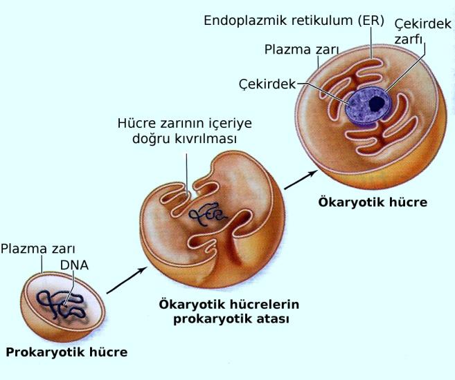 Şekil 3.2. Nukleus ve endoplazmik retikulumun kökeni. 3.1.