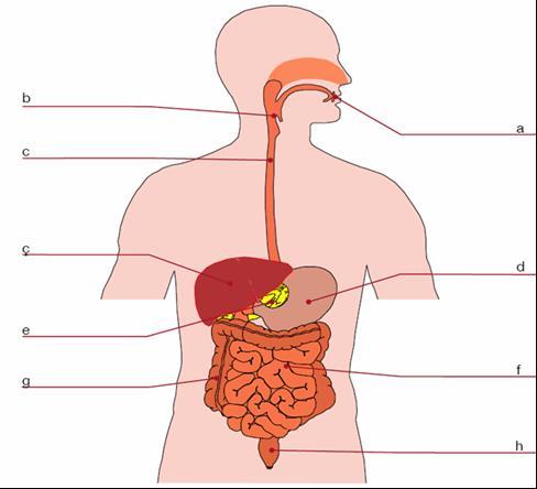 Sindirim Sistemi Etkinlikleri 3 1-Yukarıdaki şekilde belirtilen organları yazınız. 1) Mekanik sindirimin gerçekleģtiği yapılar. 2) Kimyasal sindirimin gerçekleģtiği yapılar.