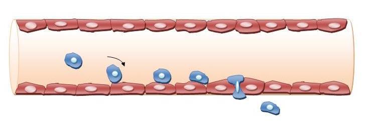 başlar. Bu yapılar, damar duvarında yatay hareketleri esnasında bu porun açıldığı yere gelen monositleri sarar ve endotel hücresinde açılan bu pordan geçmesini sağlar.
