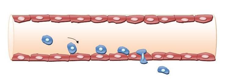 1: Monositlerin damar içinden bağ dokuya geçiş yolları a) Monositin iki endotel hücresi arasından geçerek gerçekleştirdiği "paraselüler diapedez", b) Monositin bir endotel hücresinde açılan pordan
