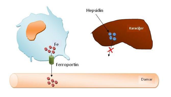 ferroportin endositoz yoluyla hücre içine alınarak lizozomlar içinde parçalanır. Sentezlenen hepsidin proteininin miktarı kan plazmasındaki demiri dengede tutacak şekilde ayarlanır.