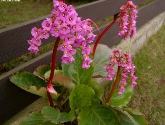 Resim 2.2: Bergenia crassifolia Güneşli, yarı gölge yerlerde iyi yetişir. Ilıman iklim bitkisidir.