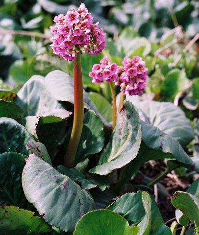 Bergenia cordifolia Altay da doğal olarak bulunmaktadır. Çiçekleri menekşe renklidir. Mayısta çiçek açar.