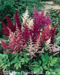 1.5. Önemli Türleri Astilbe astiboides 70 cm kadar boylanır. Yaprakları sık testere dişlidir. Çiçekleri kırmızı renklidir. Çiçekler başak dizilişli ve çok sayıda çiçekten oluşmuştur.