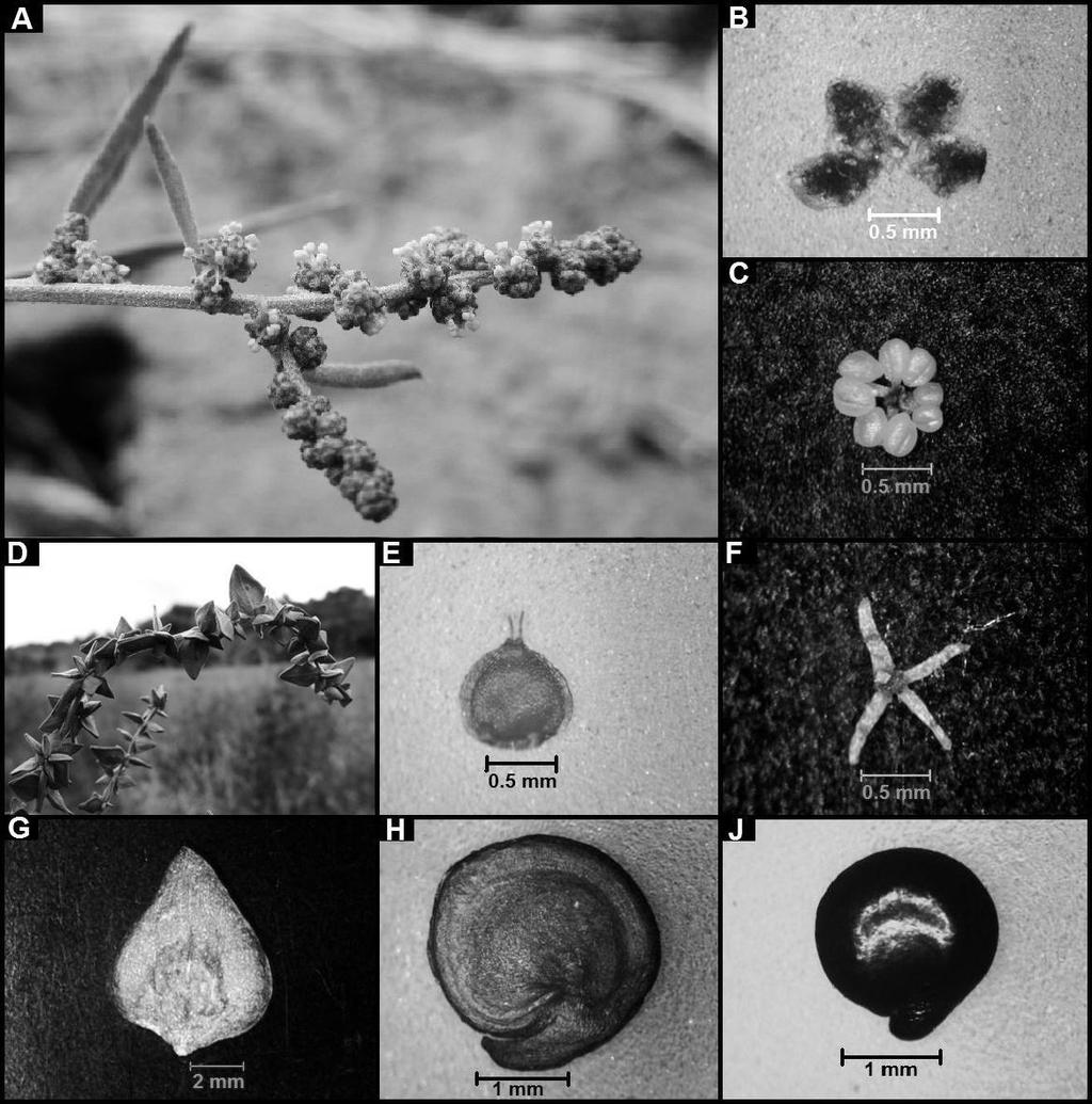 54 Biological Diversity and Conservation 9 / 1 (2016) Ulbrich, E. (1960). Chenopodiaceae. In: A. Engler & K. Prantl (Eds), Die natürlichen Pflanzenfamilien, 2nd ed. A. Engler & H. Harms Bd 16c (pp.
