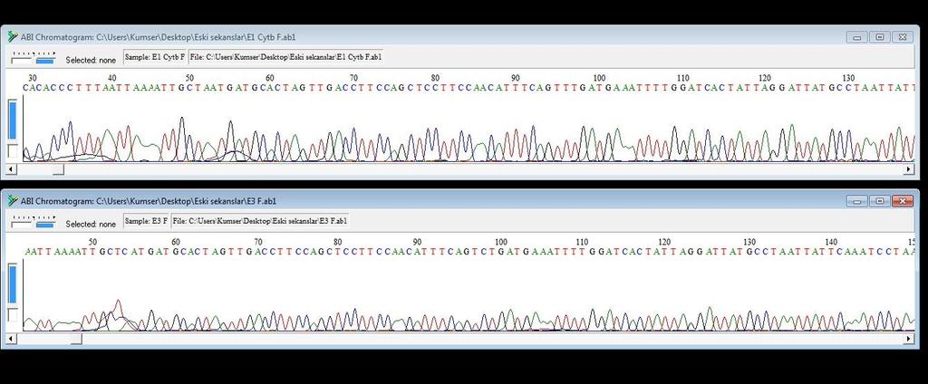 E3 örneği için Forward (F) primeri ile yapılan okumanın kromatogramında piklerin frekansı E1 örneğindeki gibi olası beklenirken çok daha düşüktür (Şekil 3.2.). Şekil 3.