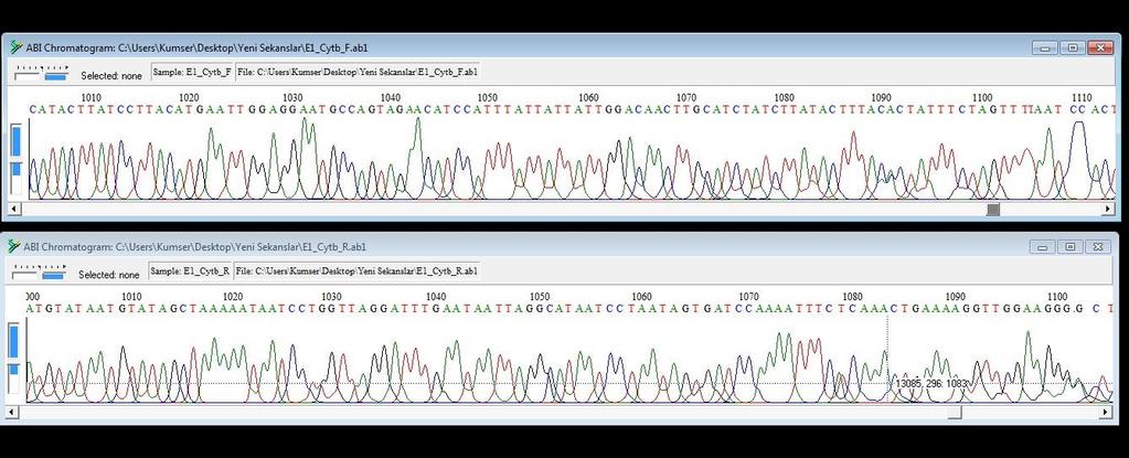 Bu nedenle DNA nın başından sonuna ve sonundan başına doğru yapılan çift yönlü okuma yapılmıştır. Böylece 680 bç sonrasında oluşan belirsizliği ortadan kaldırılmıştır.