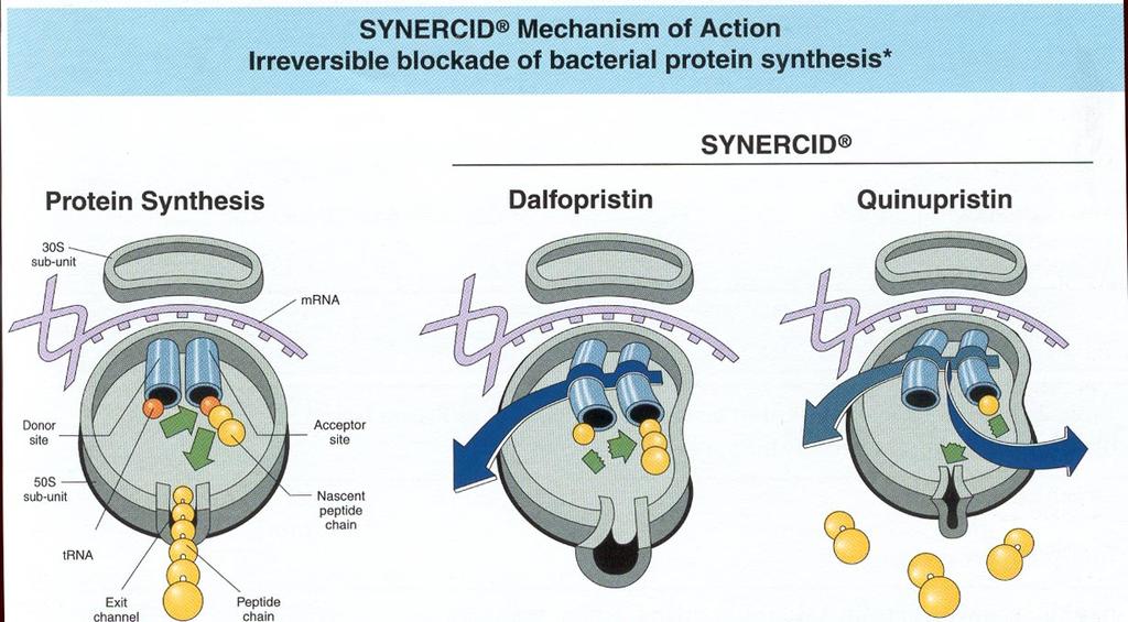 D Protein