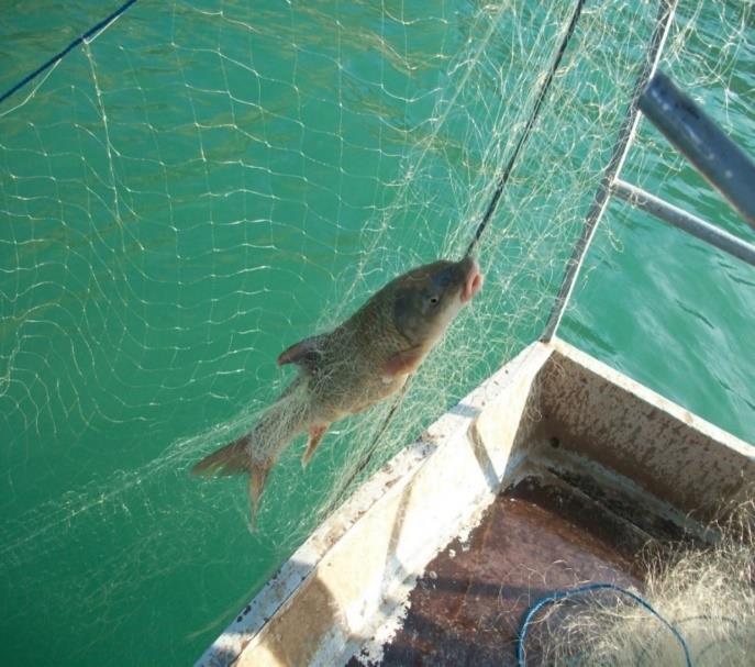 The fishing gears using in Kemaliye Region of Keban Dam Lake Şekil 2. Monofilament sade uzatma ağı Figure 2. Monofilament gill net Şekil 3. Multifilament sade uzatma ağı Figure 3.