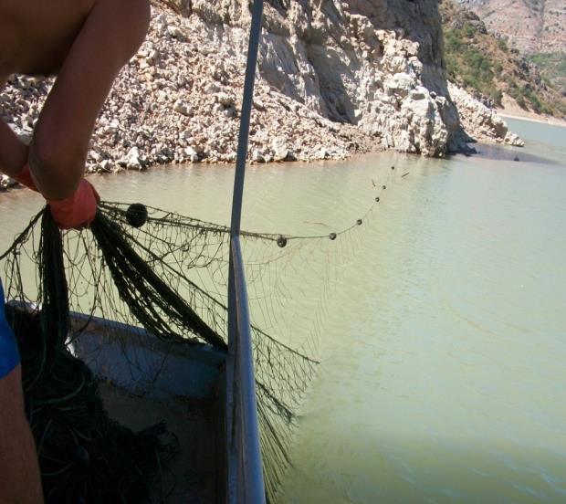 The technical plan of gill nets Keban Baraj Gölü Kemaliye Bölgesinde toplamda 75 adet ağ içerisinden 38-110 mm göz genişliğine sahip ağlar, 0,18-0,30 mm arasındaki kalınlıkta olan ağlar