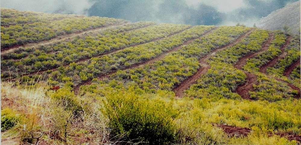 Son yıllarda hem diri örtü temizliği ve hem de toprak işleme (teras yapımı) işini birlikte yapabilen mini ekskavatör