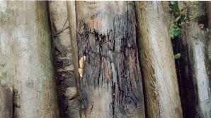 Bu yöredeki tel direkleri sarıçam odununda elde edildiği ve tel direklerin emprenyesinde kreozot, Tanalith-C (CCA-C) ve K- 33 kullanıldığı belirlenmiştir.