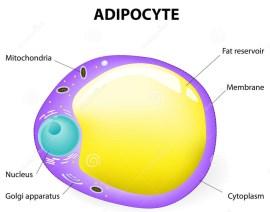 Trigliseritler, yağ hücrelerinin (adiposit) sitozolünde damlacıklar halinde depolanır.