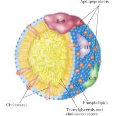 Lipitlerin Emilimi Lipoproteinler Şilomikronlar %99 lipit, %1 protein içerirler.