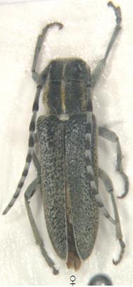 112 Cins OXYLIA Mulsant, 1862: 398 [Tip tür: Phytoecia languida Ménétriés, 1839] Oxylia argentata (Ménétriés, 1832: 227) Dünyada toplam olarak 2 alt türü