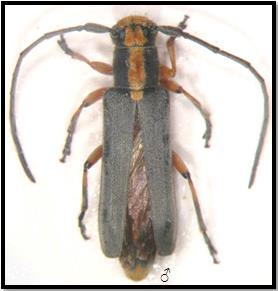 122 Şekil 5.40. Phytoecia pauliraputii Genel Morfoloji: Boy 6-12 mm. Baş siyah zeminli; sık, yatık sarı tüylüdür. Mandibullar siyah renklidir.