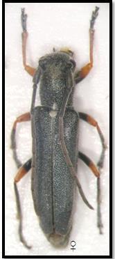 130 Şekil 5.44. Phytoecia geniculata geniculata Genel morfoloji: Boy 8-10 mm. Baş, pronotum ve elitra siyahımsı mavi; alın beyazımsı gri ya da sarımsı gri tüylerle kaplıdır.