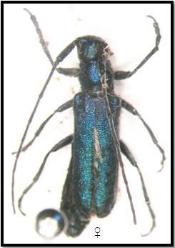 150 Şekil 5.51. Agapanthia frivaldszkyi Genel Morfoloji: Boy 7-13 mm. Baş parlak metalik yeşil-mavi renklidir. Üzerinde az sayıda siyah tüyler bulunur.