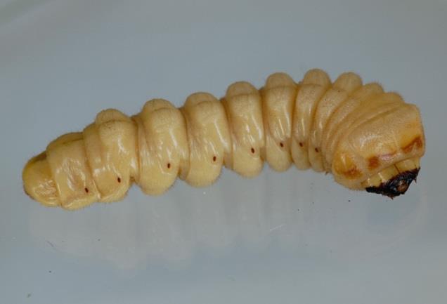 Örneğin; Stromatium fulvum ve belki de Hylotrupes bajulus (Gül- Zümreoğlu, 1975). Yumurta Larva Şekil 2.3.